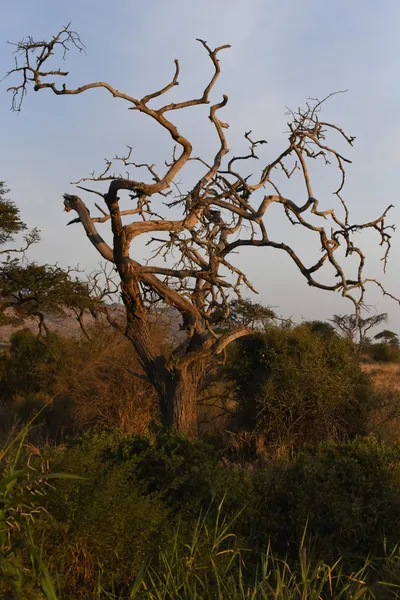 DSC_3748 (Large).JPG